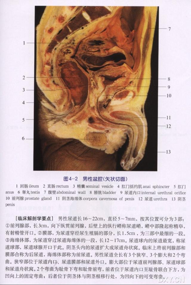 发表者:林宗棋人已读                  摘自《泌尿外科临床解剖学