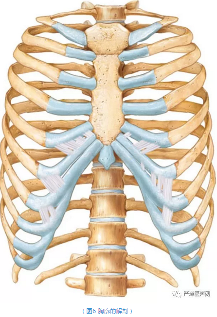 胸骨正中劈开术后如何复位固定胸骨才是最佳的?