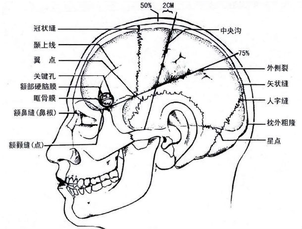 颅骨缝与大脑皮层表面的位置关系