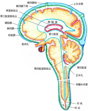 图 脑脊液循环模式图（图片来源于网络）一般来说，术后出现脑积水的孩子