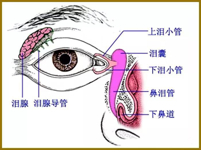 眼睑的组织结构与重睑术