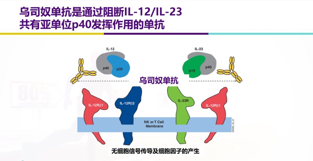 乌司奴单抗是一种人源化igg1k 单克隆抗体,可与人白细胞介素il-12和il