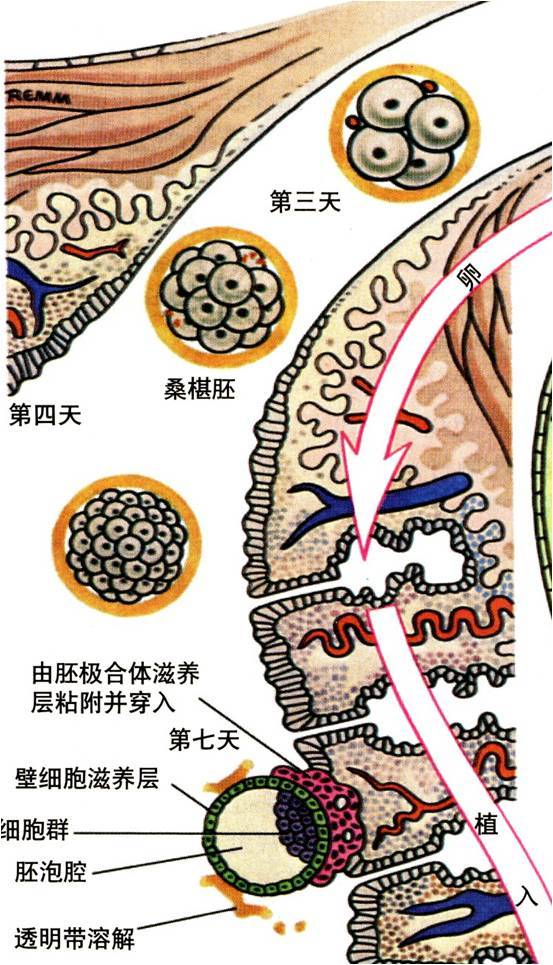 4~6天第4天已经发育成桑葚胚,到达子宫腔,选择最合适的地方植入.