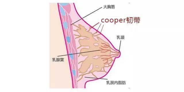 为胸部提供支撑的叫做乳房悬韧带(suspensory ligaments),也叫cooper