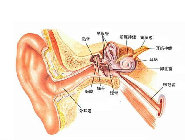 鼓膜,又称耳膜,是外耳道和中耳之间的一层结缔组织,呈半透明状.