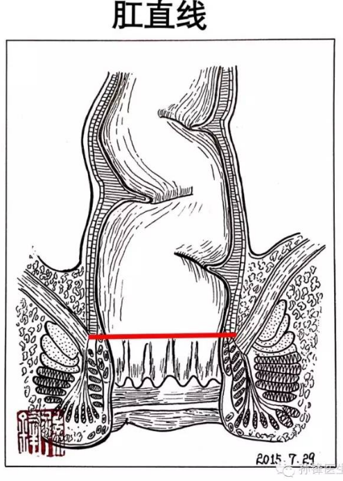 医学图说肛管的四线三区画出来给大家看好直观