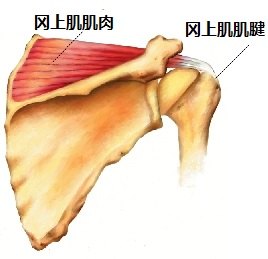 3 冈上肌肌肉和肌腱.jpg