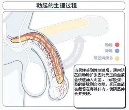 世界男性健康日|性欲下降?阴茎无法勃起?可能