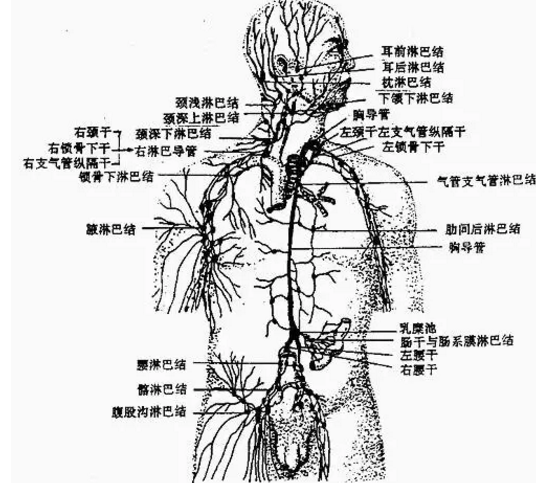 3,咽淋巴环:分为内,外两环(见下图,腭扁桃体和腺样体只是整个咽淋巴