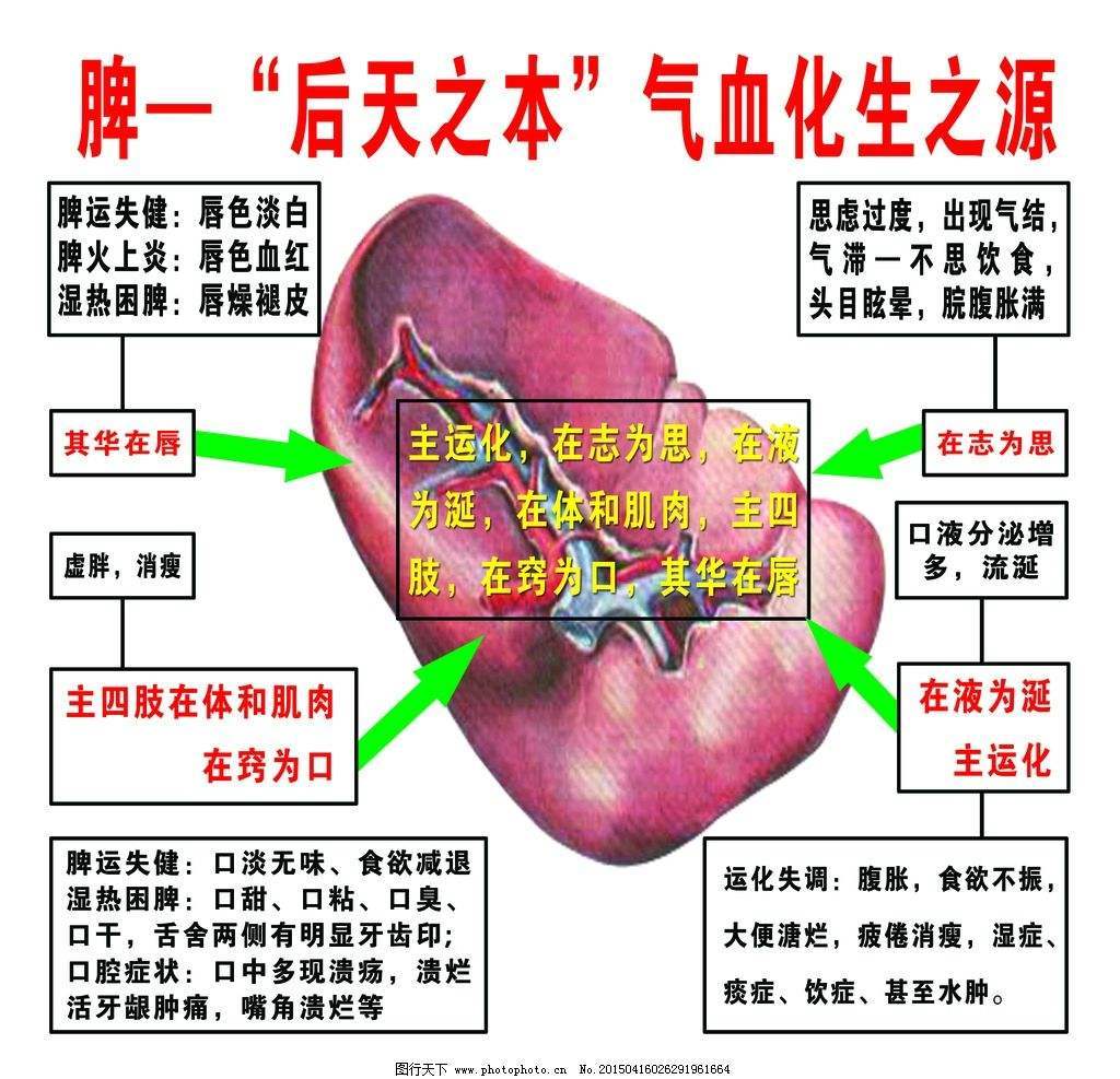 中医的脾是这么回事