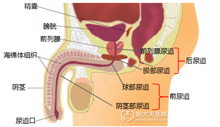 尿道狭窄能做微创手术吗?