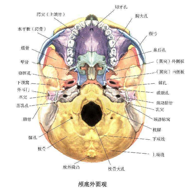什么是颅底创伤该如何诊断与治疗