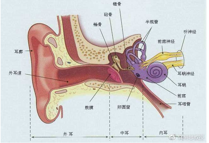 郭树忠教授:关于耳畸形和缺损与耳整形和再造