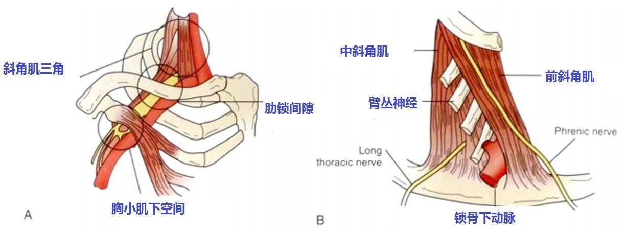 我的肩关节疼痛是胸廓出口综合征,胸小肌综合征引起的么?