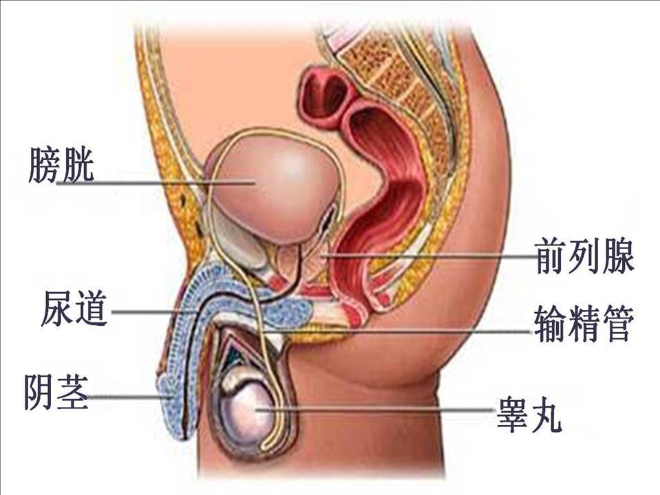 2.  什么是前列腺增生,为什么中老年男性会患前列腺增生?