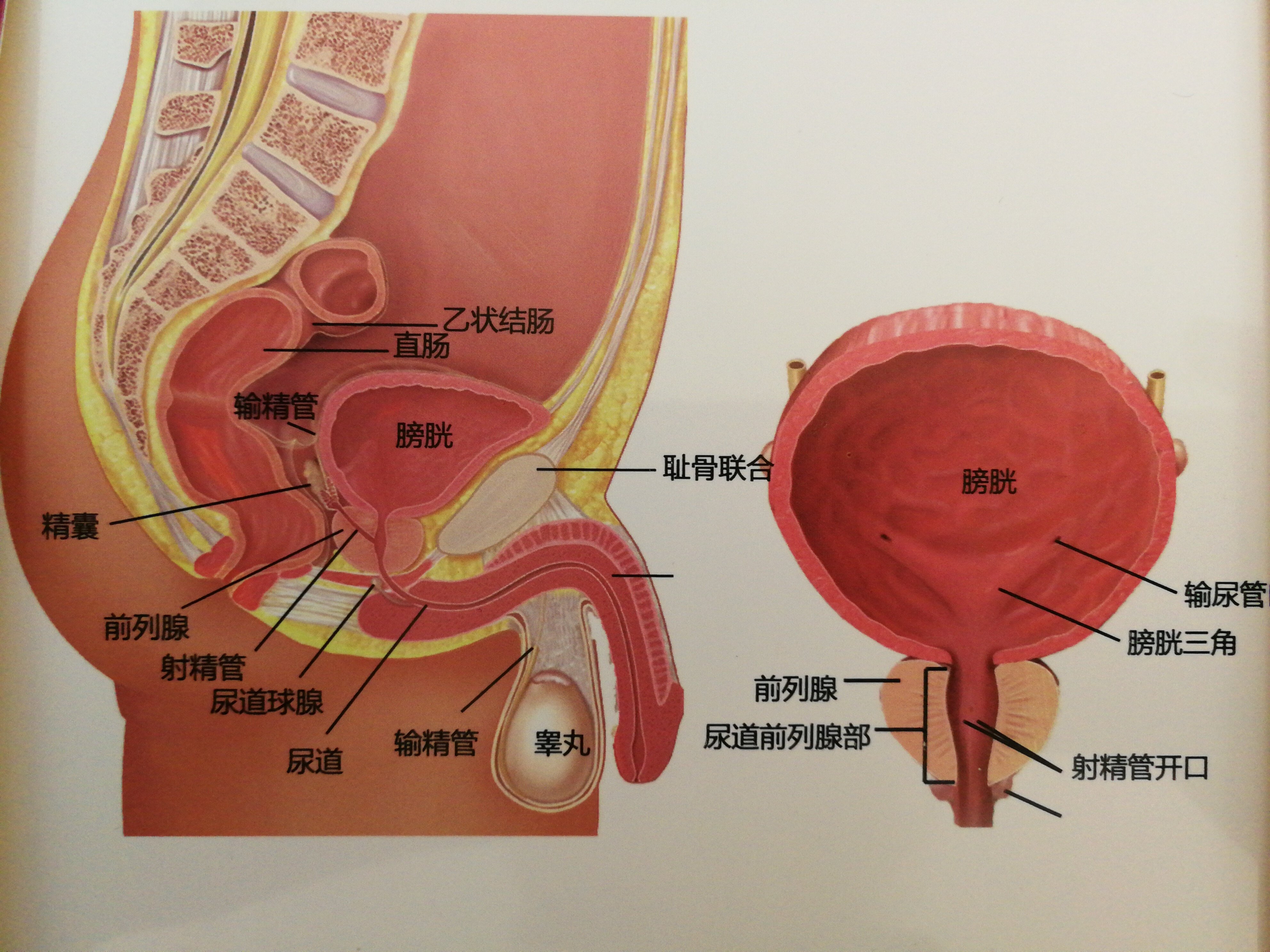 1,前列腺的解剖