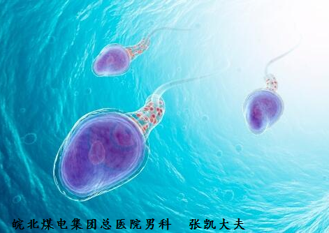 弱精子症男人的养精宝典