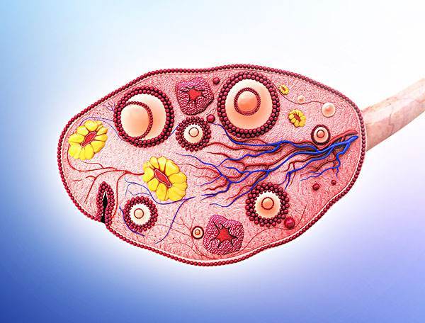 1516980064994685.jpeg 卵巢早衰.jpeg