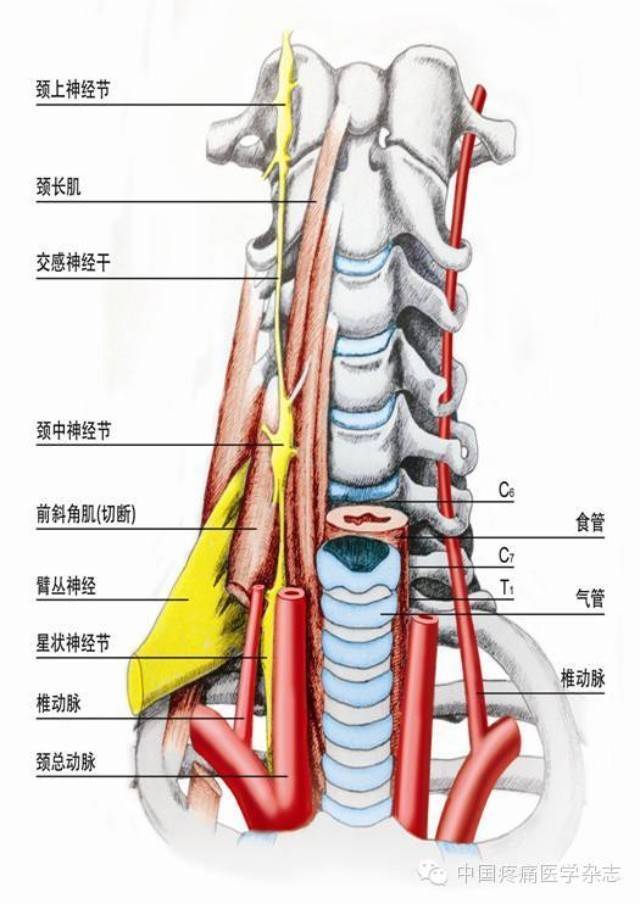 5 cm,软组织和颈长肌将其和骨性结构分开.其前方是锁骨下动脉和