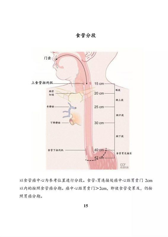 食管如何分段?