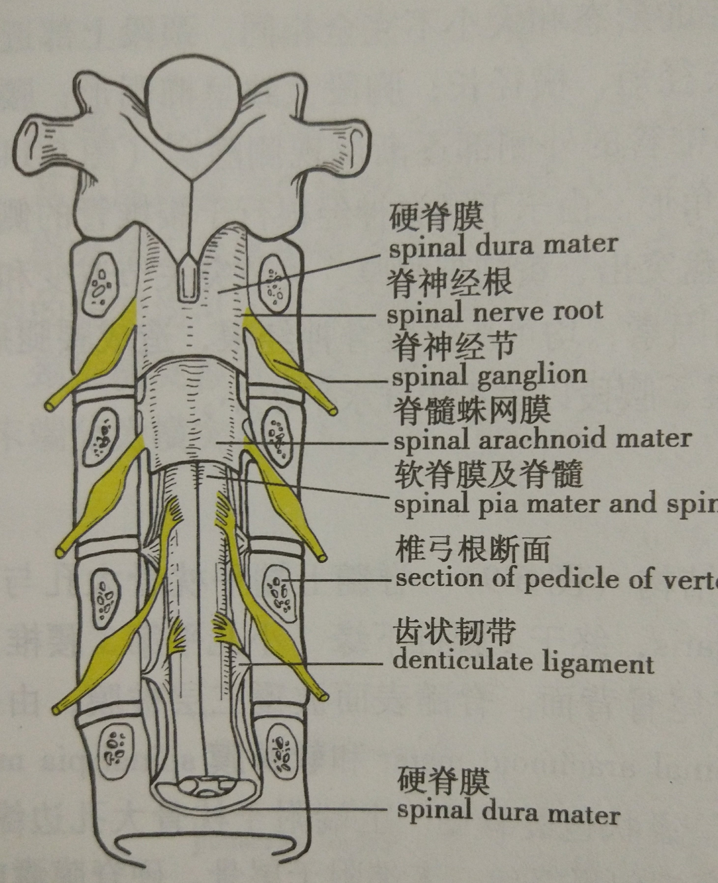 人的椎骨由7节颈椎,12节胸椎,5节腰椎和1块融合的骶椎自上而下连接