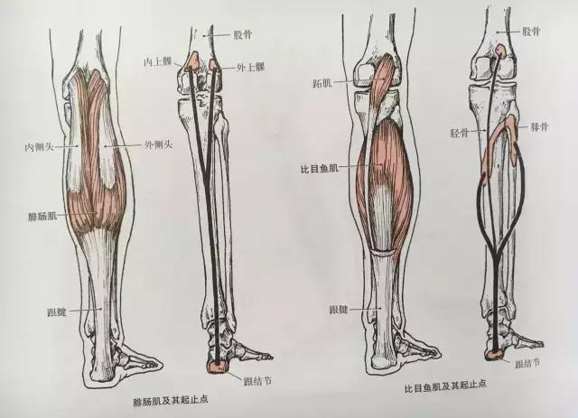 从解剖上讲(如下图),跟腱是腓肠肌和深部的比目鱼肌收拢结聚下行而成