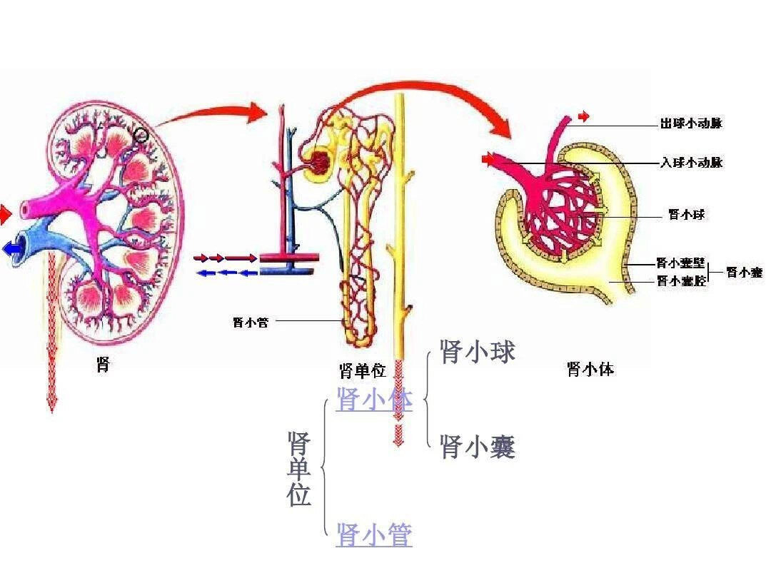 逐渐由粗到细地分支,越分越细,先分成弓状动脉,接着再分为小叶间动脉