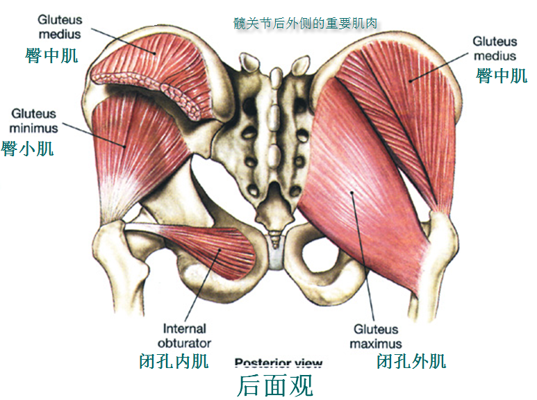 在髋关节上方,股直肌反折头附着于关节囊内侧部,臀小肌则覆盖于关节囊