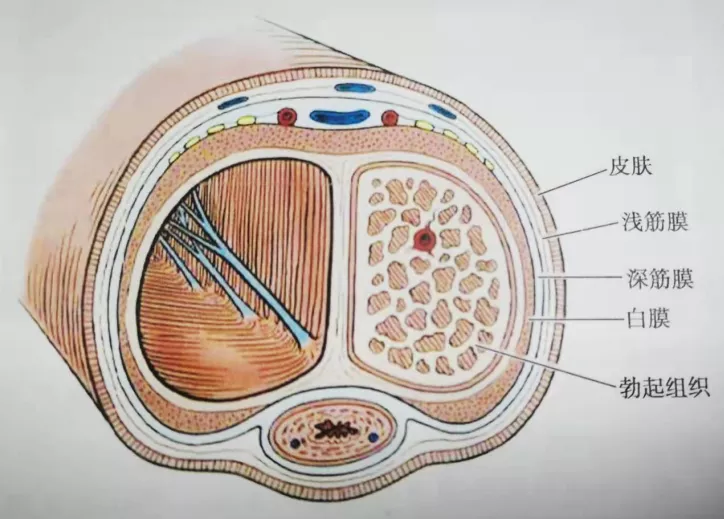 海绵体因内部有海绵状海绵窦结构,故充血时阴茎可勃起,胀大,平时可