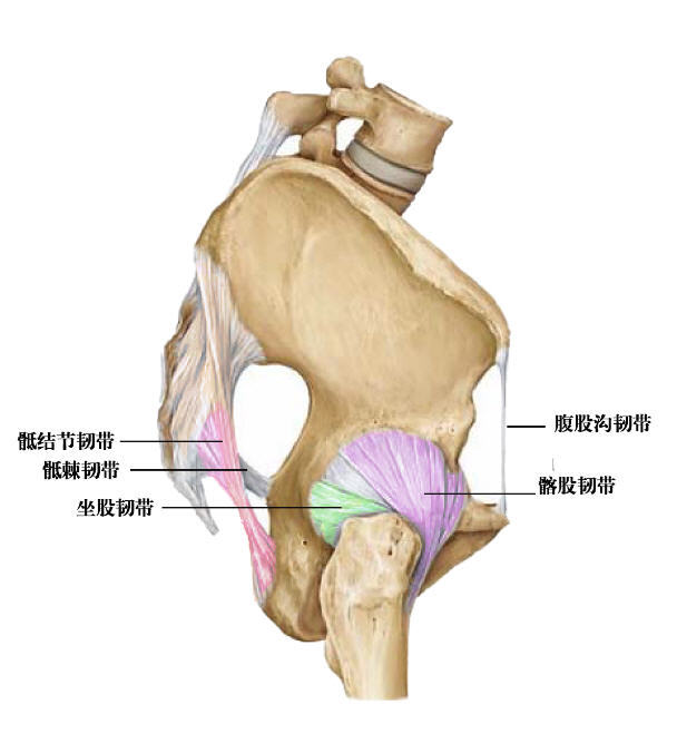 股骨头韧带 m.haodf.com