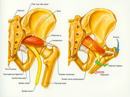 梨状肌起于第2,3,4骶椎前面,分布于小骨盆的内面,经坐骨大孔入臀部,止