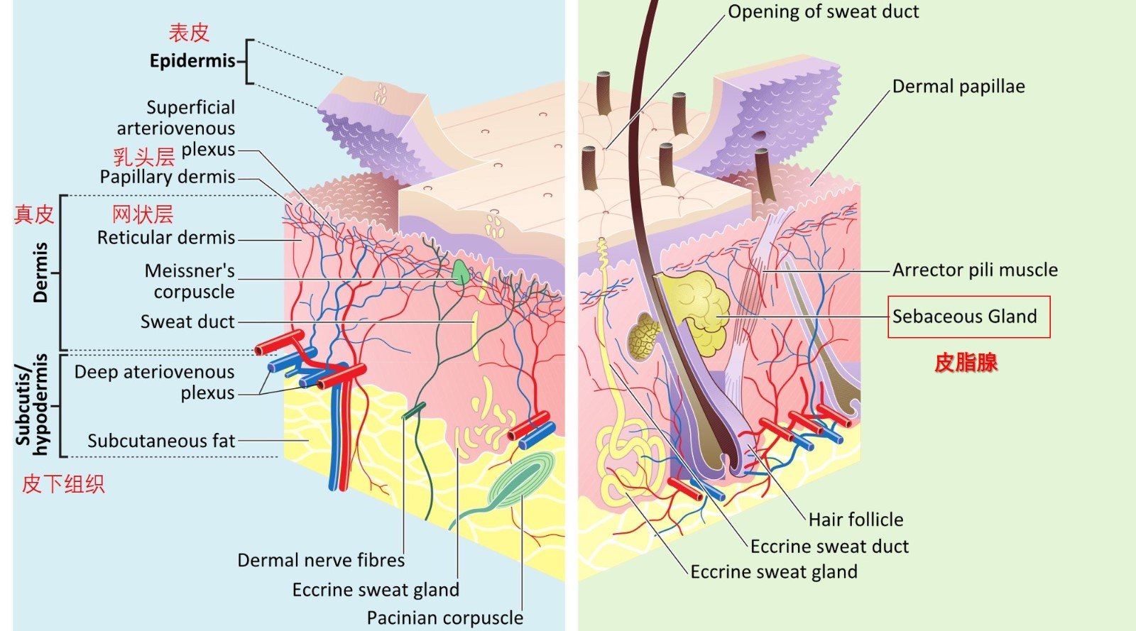 皮脂腺.jpg