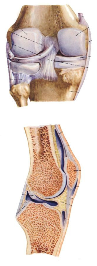 附属结构:如膝关节内的半月板,交叉韧带,髋关节内的股骨头圆韧带等