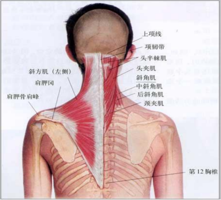 七,肌性斜颈的治疗 中医学认为,本病是由于小儿颈部经筋受损,瘀血