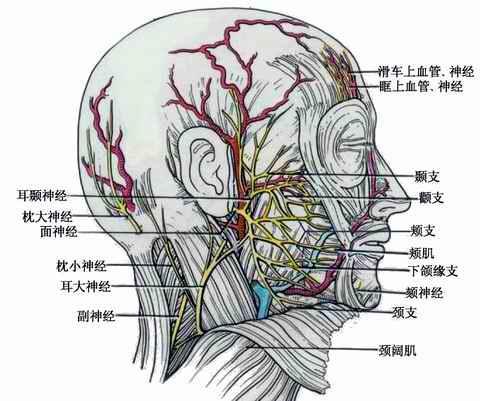 面肌痉挛—血管与面神经的"激情碰撞"