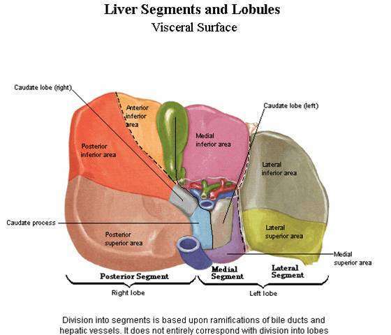 图-6 肝脏分段脏面观
