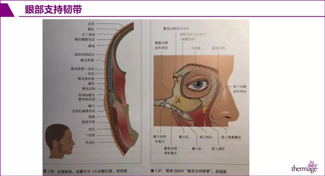 thermage眼部专项治疗眶部解剖基础