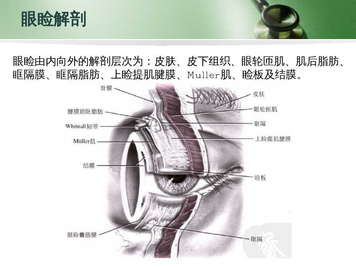 双眼皮手术解剖基础之原理篇