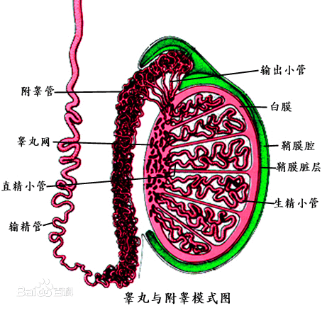 为什么说输精管是精子前往发射场的"直达列车"?