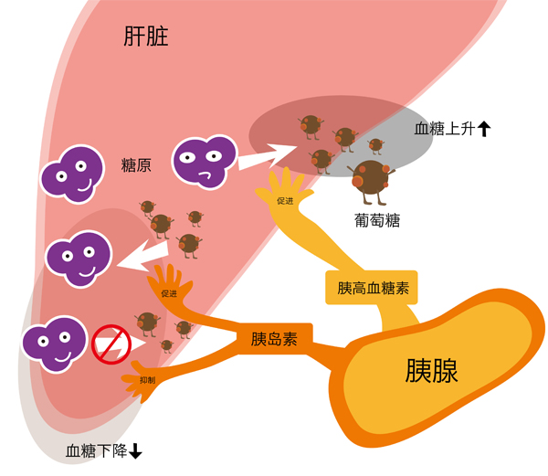 当胰腺的内分泌功能失常时,胰岛素缺乏,血糖就会升高,引起糖尿病.