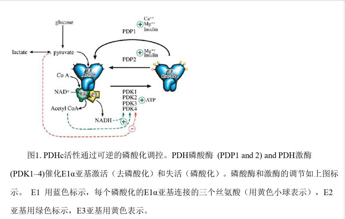 生酮饮食治疗丙酮酸脱氢酶复合物缺乏症(pdha1基因突变)