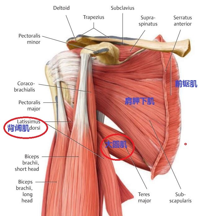 肩关节小圆肌大圆肌肱三头肌长头腱之间的解剖毗邻关系是怎么样的