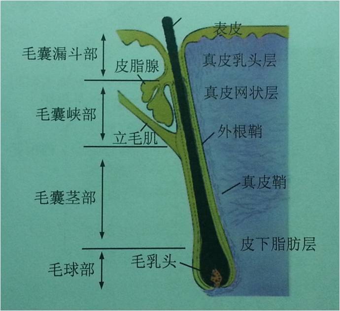 一发值千金之毛发的基础理论