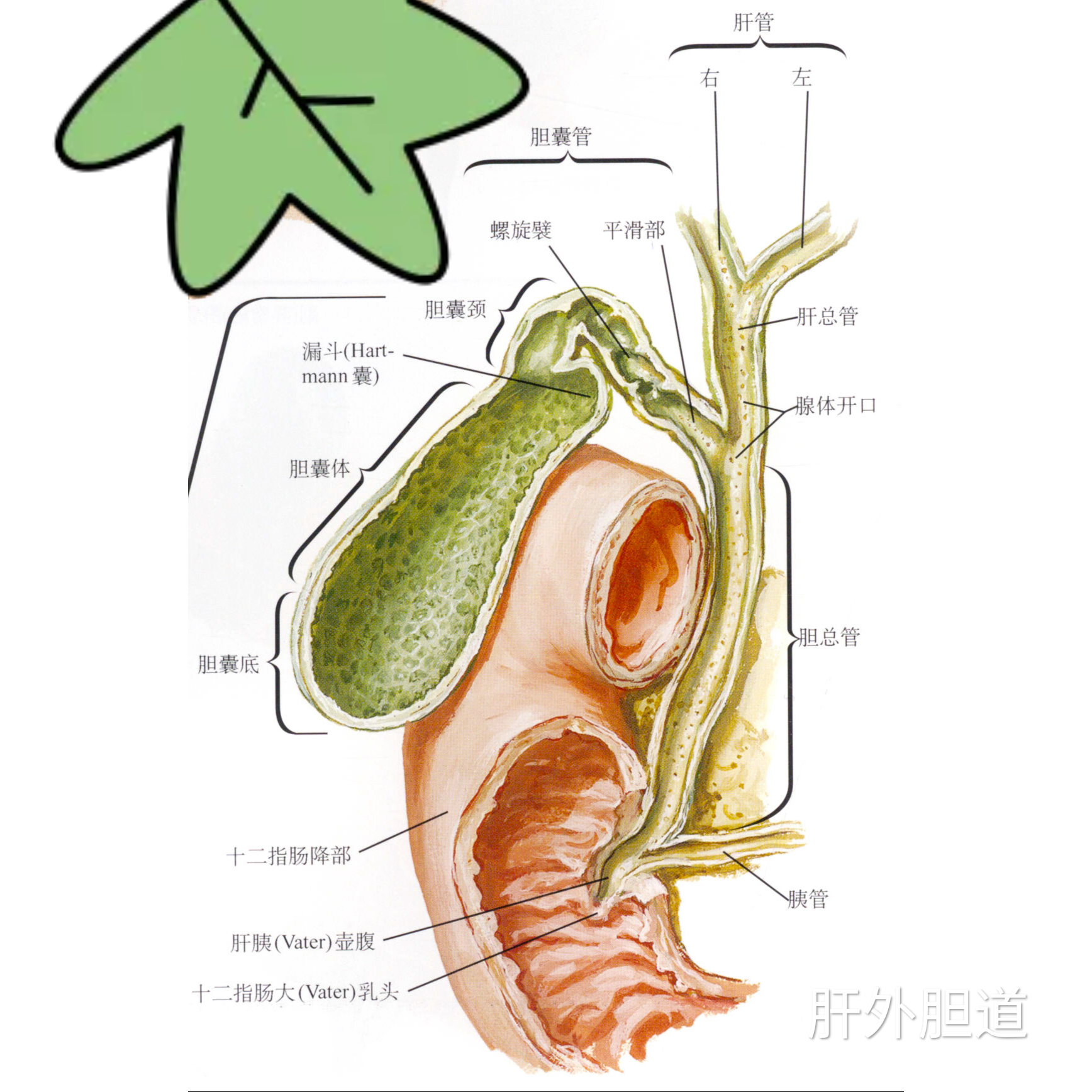 为什么把胆道系统又叫做胆树?