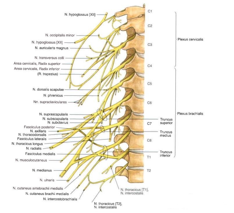 什么是臂丛神经臂丛神经的解剖学特点是什么臂丛神经是怎么组成的臂丛