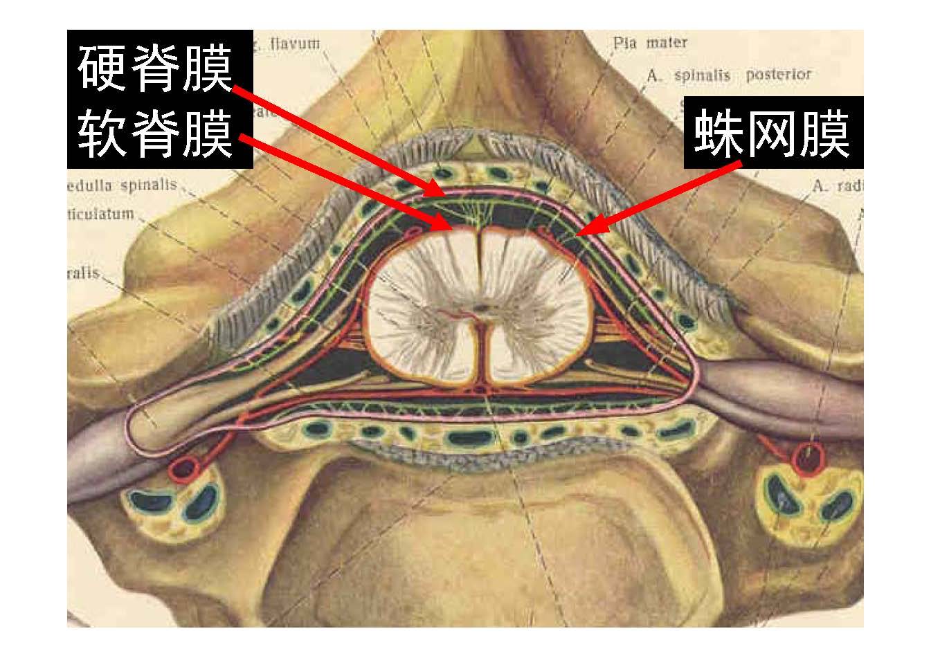 脊椎源性疼痛解剖椎管内容物