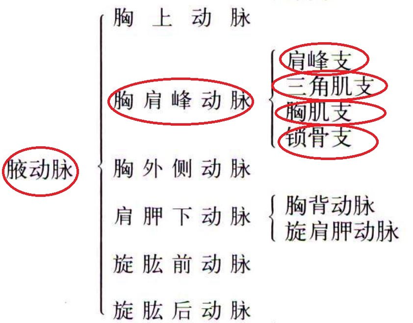 胸肩峰动脉是怎么走行的