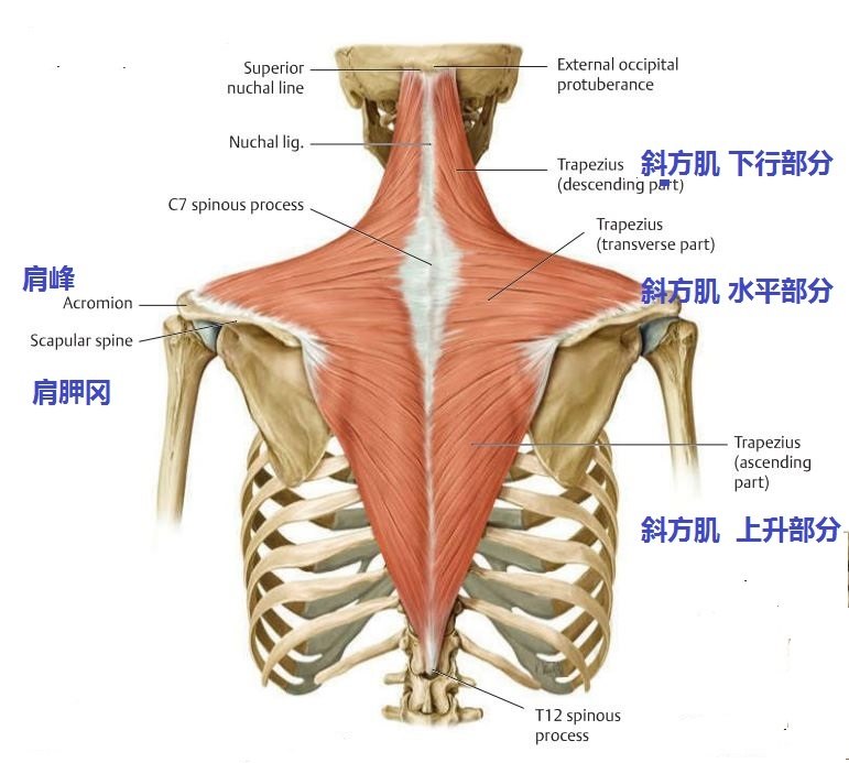 肩膀后面的斜方肌的起点和止点分别在哪里?斜方肌有什么作用?