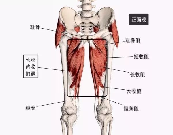 其实腹股沟拉伤的肌肉主要是大腿内收肌群,内收肌群的作用在于不承重