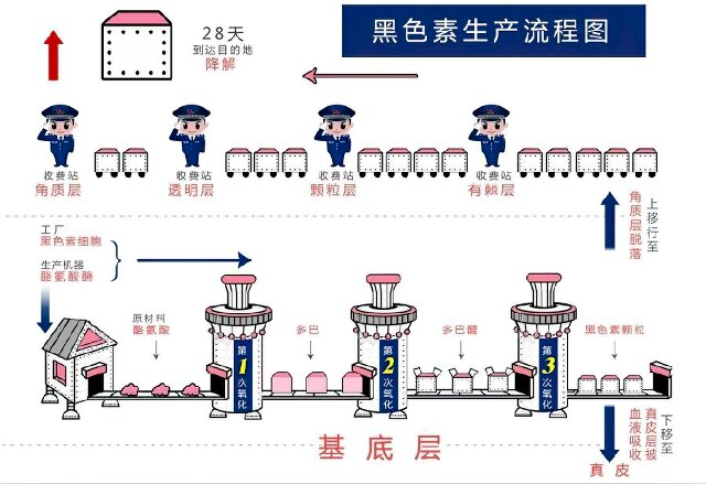 深度解读人体表皮黑色素的生成过程